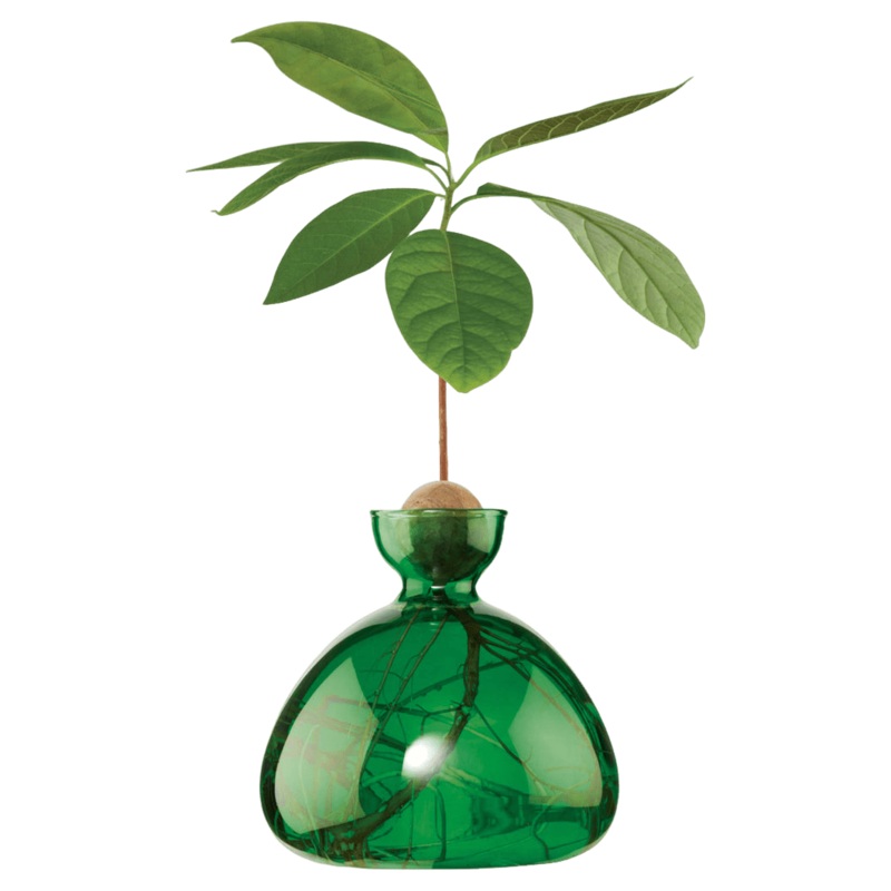 Ilex Studio Coloured Avocado Vase Emerald Green One Size